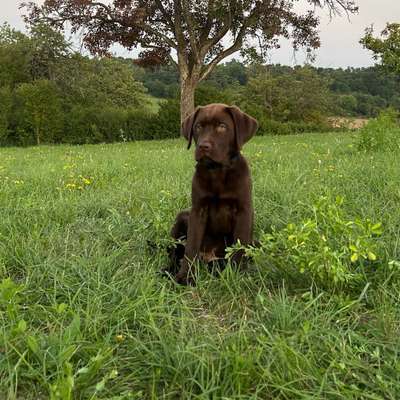 Hundetreffen-Gassi und Welpentreffen-Bild