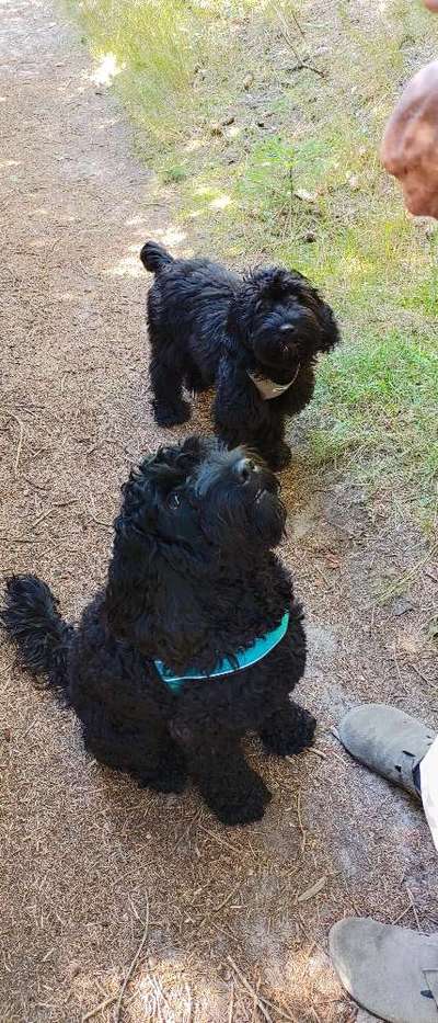 Zeigt her eure Pudel und Pudelmischlinge (:-Beitrag-Bild