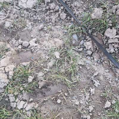 Giftköder-Blaue Körner-Bild