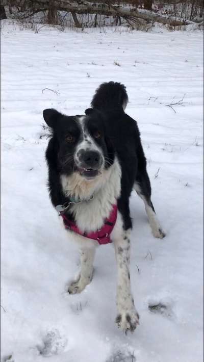 Seltene Rassen!-Beitrag-Bild