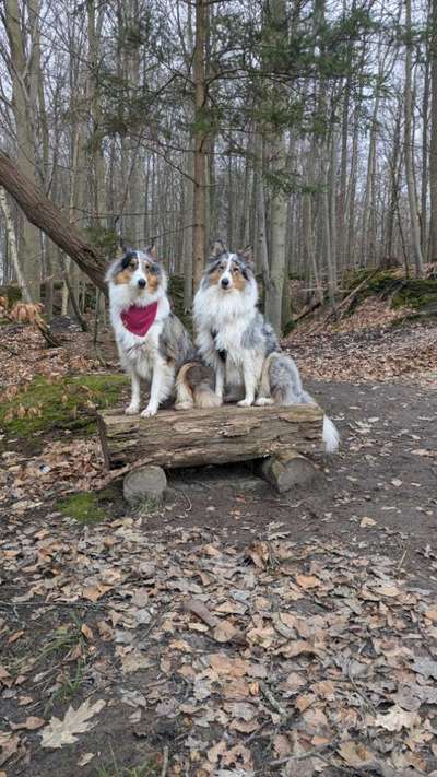 Langhaar Collies-Beitrag-Bild