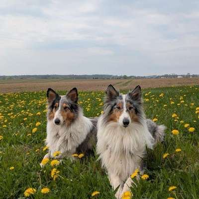 Langhaar Collies-Beitrag-Bild