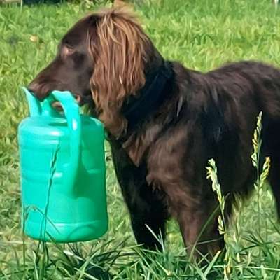 Hundetreffen-Junghundetreffen im Celler Land-Bild