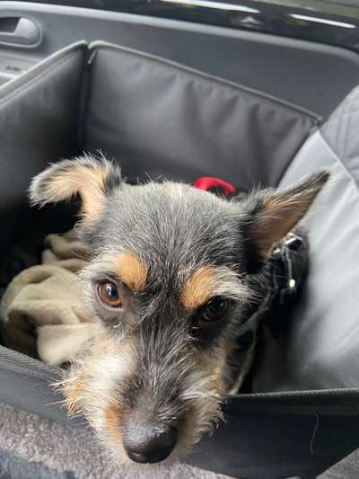 FOTOCHALLENGE 70 - Dein Hund im Auto-Beitrag-Bild