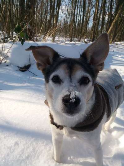 Dogorama Photo Challenge - Portrait-Beitrag-Bild