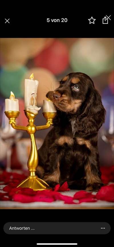 Welpen Bilder !-Beitrag-Bild