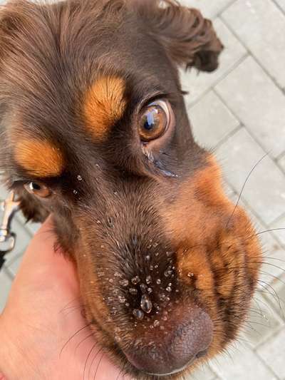 Zeigt mir die tollste Nahaufnahme von eurer Fellnase-Beitrag-Bild