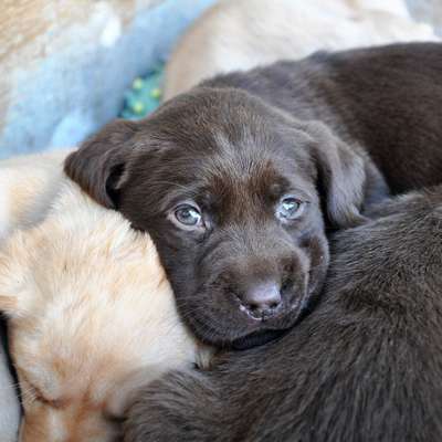 Hundetreffen-Spazieren gehen mit ein bisschen Action :)-Profilbild