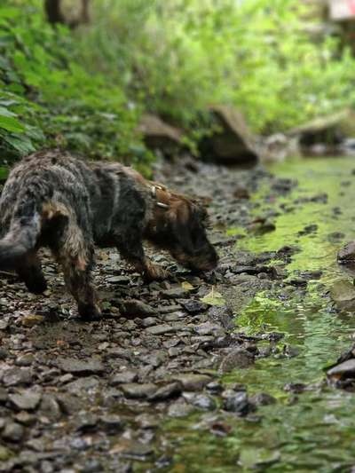 Zeigt uns das 6. Bild von eurem Hund in eurer Galerie-Beitrag-Bild