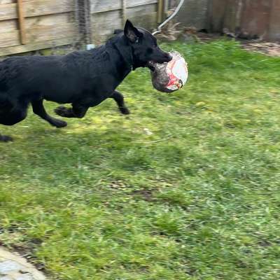 Hundetreffen-Hube treffen