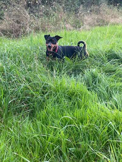 Wo sind die Zwergpinscher?-Beitrag-Bild