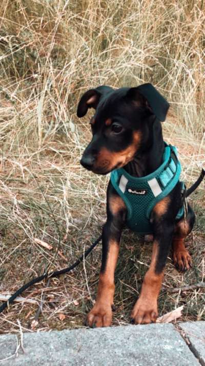 Wo sind die Zwergpinscher?-Beitrag-Bild