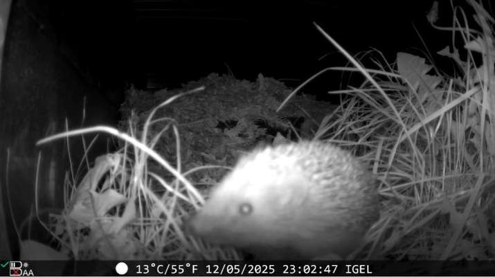 Flohproblematik :(-Beitrag-Bild