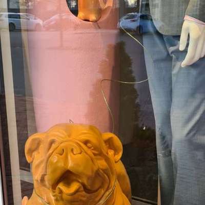 Qualzucht - Warum Aufklärung alleine nicht reicht-Beitrag-Bild