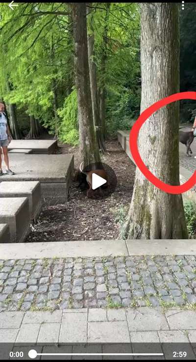 Fremder Hund kommt zu Themba-Beitrag-Bild