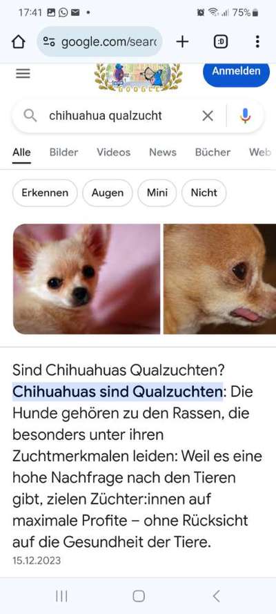 Hilfe bei der Hundesuche-Beitrag-Bild