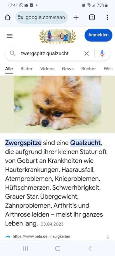 Hilfe bei der Hundesuche-Beitrag-Bild