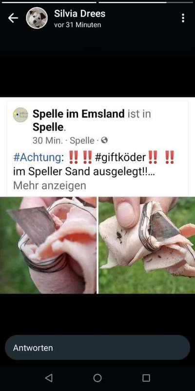 Giftköder-Messerklingen in Wurst am Speller Sand-Bild