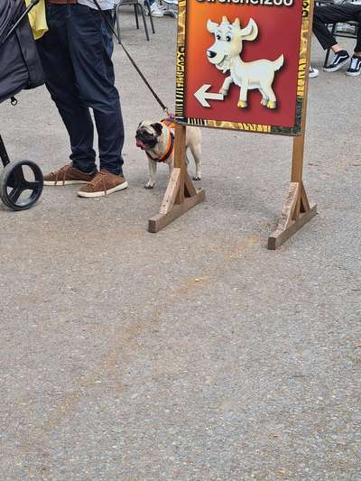 Qualzucht - Warum Aufklärung alleine nicht reicht-Beitrag-Bild