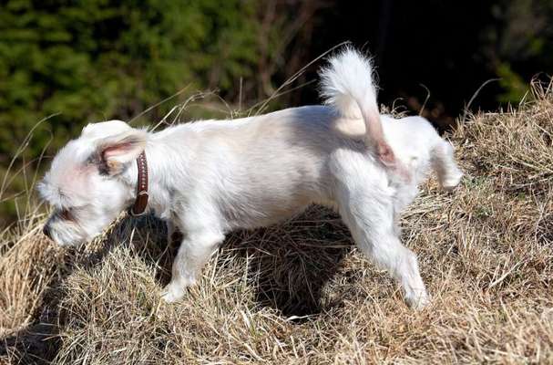 Der Hund muss mal-Beitrag-Bild