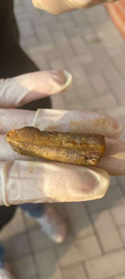 Komisches Ding im Kot-Beitrag-Bild