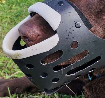 Wie sitzt mein Maulkorb / Maulkorb-Beratung-Beitrag-Bild