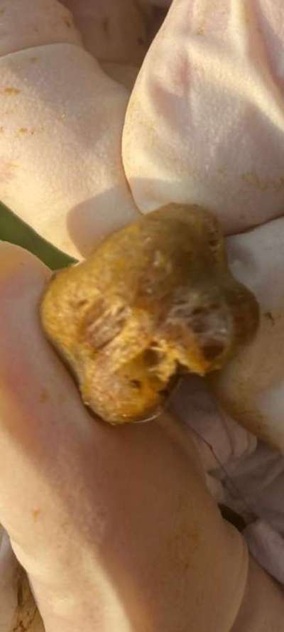 Komisches Ding im Kot-Beitrag-Bild