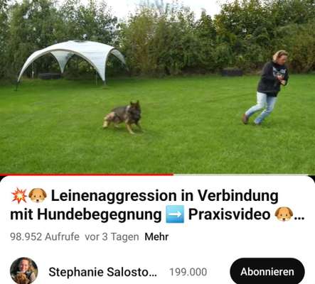 Junghund jagt Autos,Fahrräder und Menschen-Beitrag-Bild