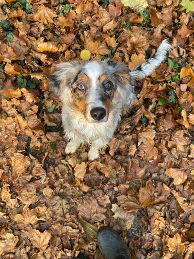 Hundetreffen-Junghunde Treffen( Flexibel in Umgebung )-Bild
