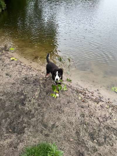 Hundetreffen-Gassirunde / Spielrunden-Bild