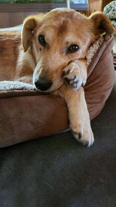 Mischlingshunde Foto Aufruf-Beitrag-Bild