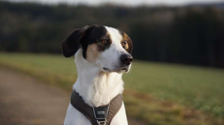 Mischlingshunde Foto Aufruf-Beitrag-Bild