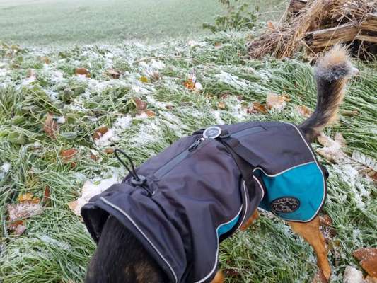 Hundekleidung - Top oder Flop-Beitrag-Bild