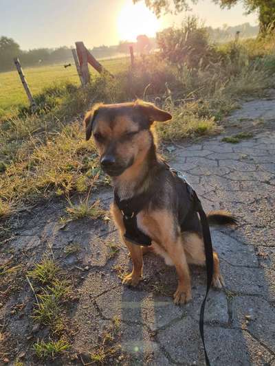 grumpy dog 😅-Beitrag-Bild