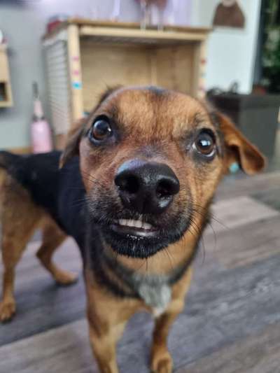 Zeigt mir die tollste Nahaufnahme von eurer Fellnase-Beitrag-Bild