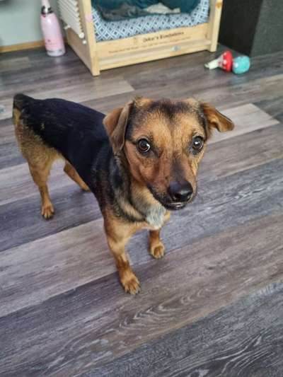 Welches geschulte Auge erkennt eine Rasse bei unserem Liebling ?-Beitrag-Bild