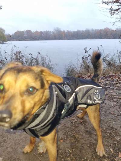 Hundekleidung - Top oder Flop-Beitrag-Bild