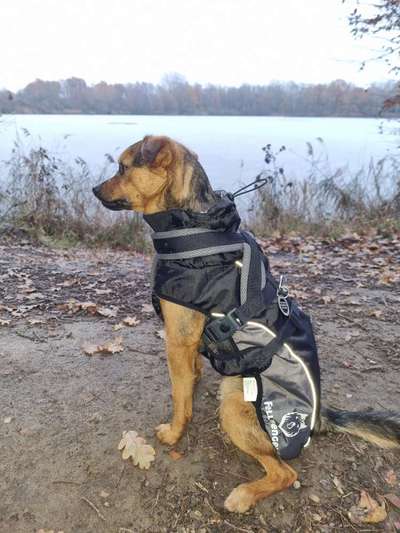 Hundekleidung - Top oder Flop-Beitrag-Bild