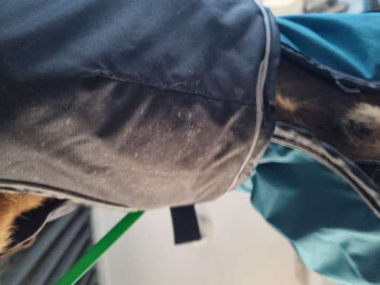 Hundekleidung - Top oder Flop-Beitrag-Bild