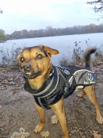 Hundekleidung - Top oder Flop-Beitrag-Bild