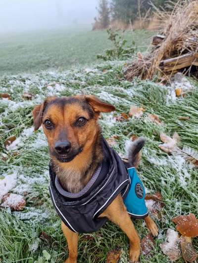 Hundekleidung - Top oder Flop-Beitrag-Bild