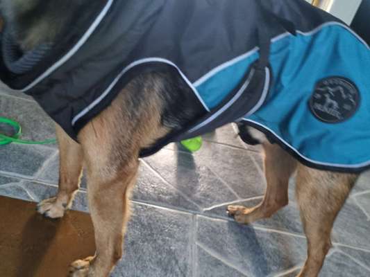 Hundekleidung - Top oder Flop-Beitrag-Bild