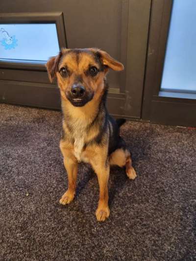 Wo sind die Jack und Parson Russell Terrier?-Beitrag-Bild