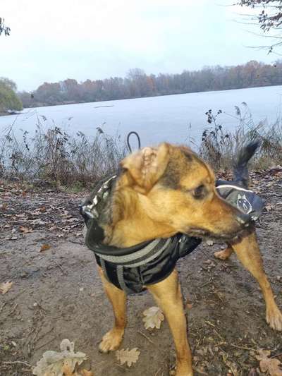 Hundekleidung - Top oder Flop-Beitrag-Bild