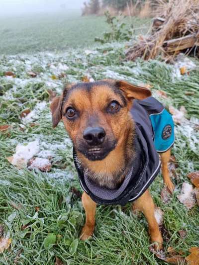 Mischlingshunde Foto Aufruf-Beitrag-Bild