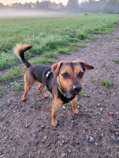 Jack Russell Terrier-Beitrag-Bild