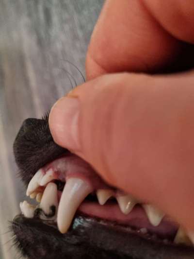 Milchzähne wollen nicht ausfallen... Update: Natur hat gesiegt.-Beitrag-Bild