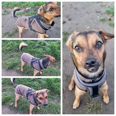 Hundekleidung - Top oder Flop-Beitrag-Bild