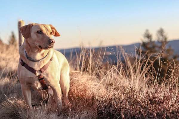 Zeigt mal die schönsten Bilder von euren Hunden !-Beitrag-Bild