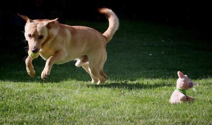 Die Dogorama Monats Challenge "Es grünt und blüht"-Beitrag-Bild